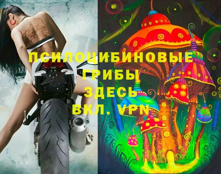 Псилоцибиновые грибы Cubensis  Зеленогорск 